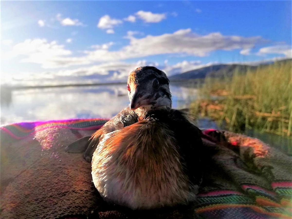 Хостел Titicaca Пуно Екстер'єр фото